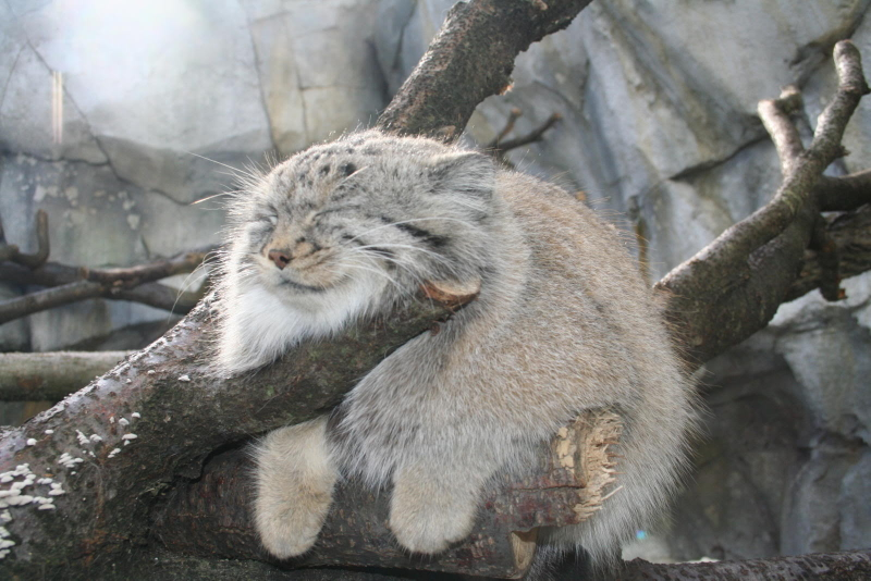 Illustration for article titled Caturday - Octolobus manul Edition